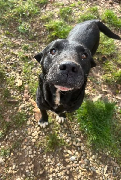 Pluto splendido cagnolone cerca casa 