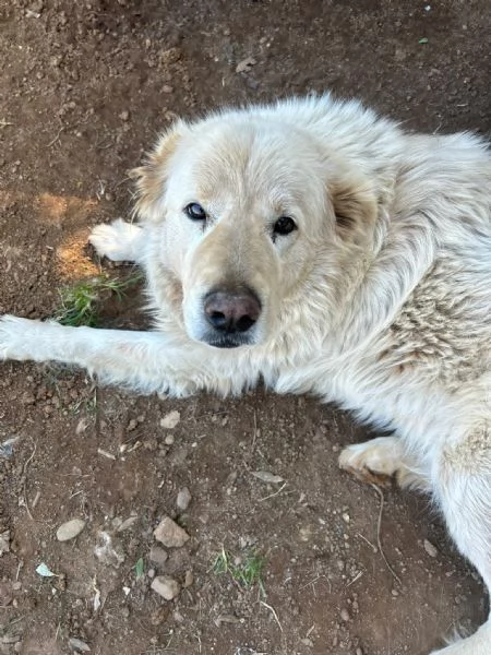 Biancone splendido cagnolone cerca casa | Foto 6
