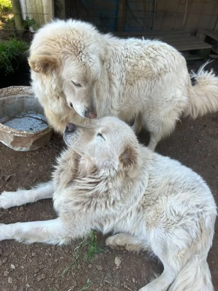 Biancone splendido cagnolone cerca casa | Foto 5
