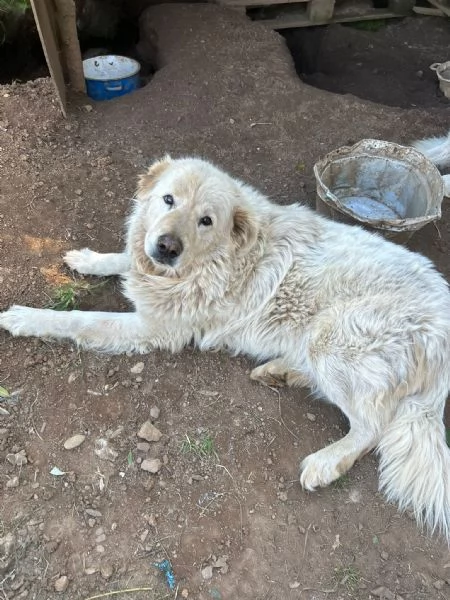 Biancone splendido cagnolone cerca casa | Foto 3