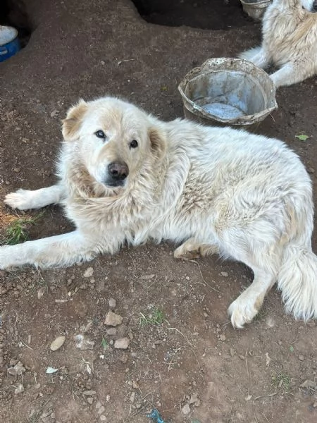 Biancone splendido cagnolone cerca casa | Foto 2