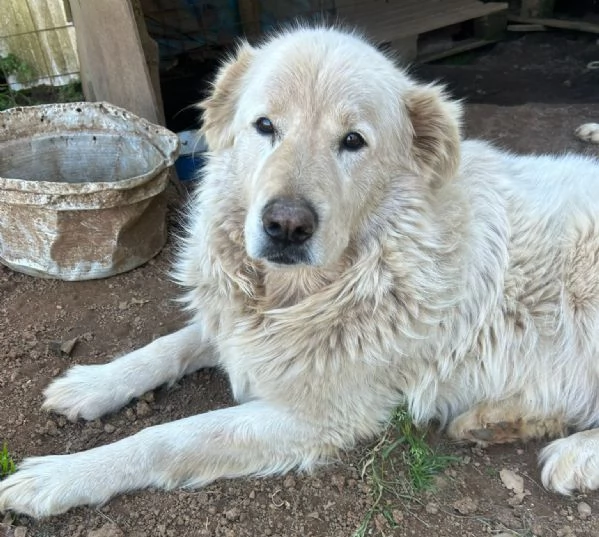 Biancone splendido cagnolone cerca casa