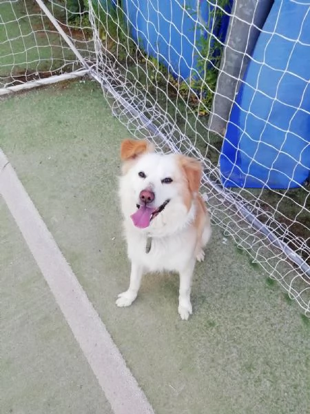 Rudy splendido cagnolino cerca casa  | Foto 3