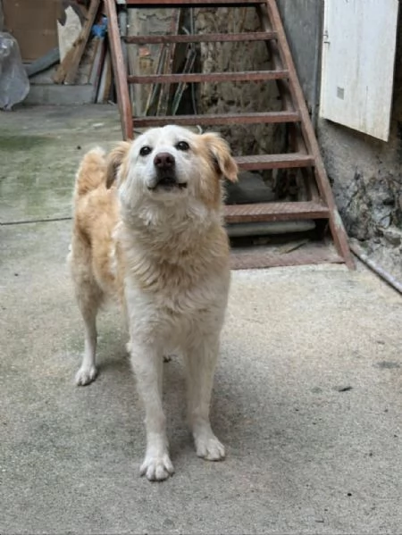 Rudy splendido cagnolino cerca casa  | Foto 2