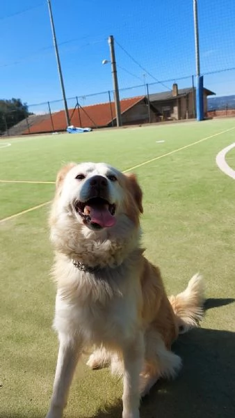 Rudy splendido cagnolino cerca casa 