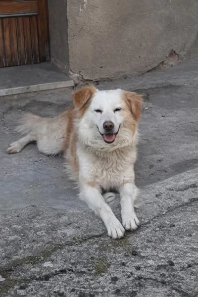 Rudy splendido cagnolino cerca casa  | Foto 1