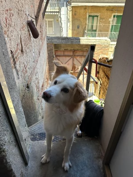 Rudy splendido cagnolino cerca casa  | Foto 0