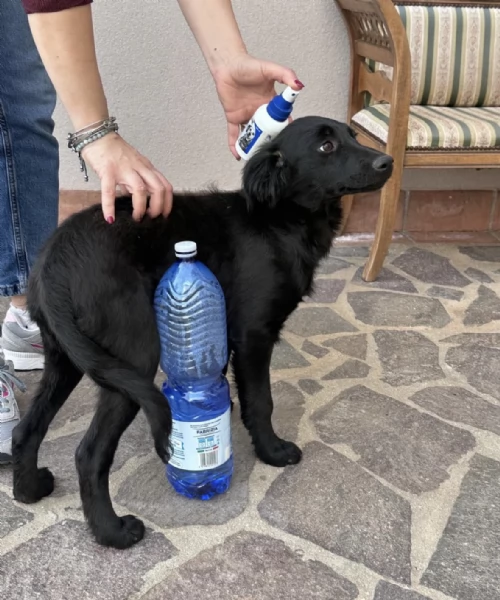 Lola splendida super soffice cucciola cerca casa  | Foto 3