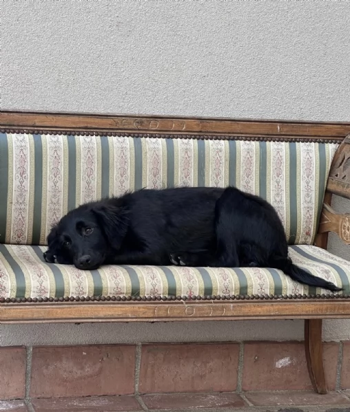 Lola splendida super soffice cucciola cerca casa  | Foto 2