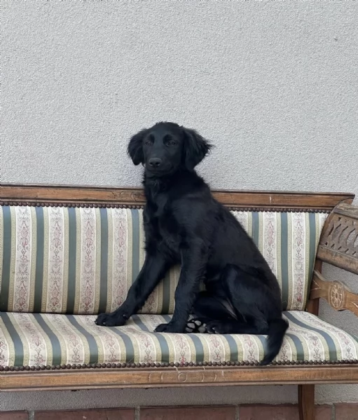 Lola splendida super soffice cucciola cerca casa  | Foto 1