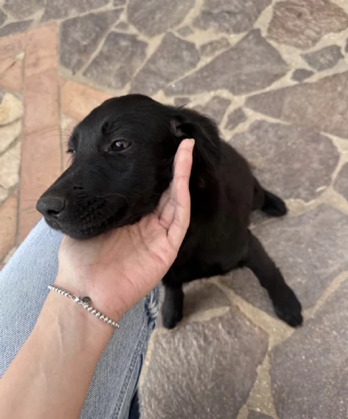 Lola splendida super soffice cucciola cerca casa  | Foto 0