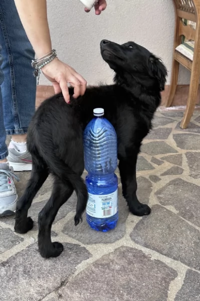 Lola splendida super soffice cucciola cerca casa 