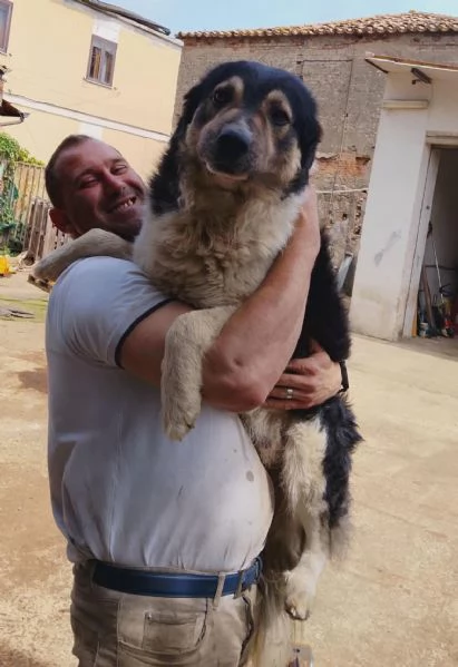 Balu splendido giovanotto cerca casa  | Foto 6