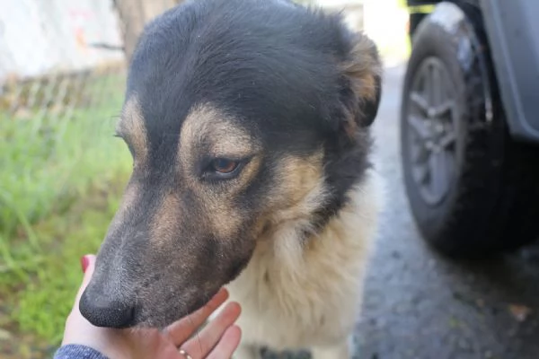 Balu splendido giovanotto cerca casa  | Foto 5