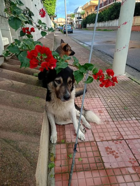 Balu splendido giovanotto cerca casa  | Foto 4