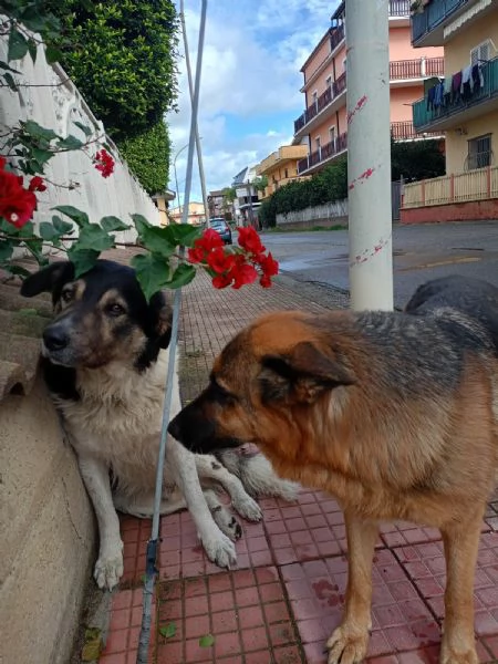 Balu splendido giovanotto cerca casa  | Foto 3