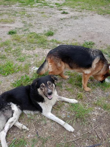 Balu splendido giovanotto cerca casa  | Foto 2