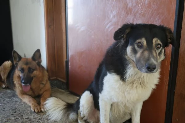 Balu splendido giovanotto cerca casa  | Foto 1