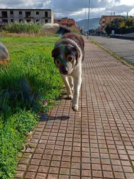 Balu splendido giovanotto cerca casa  | Foto 0