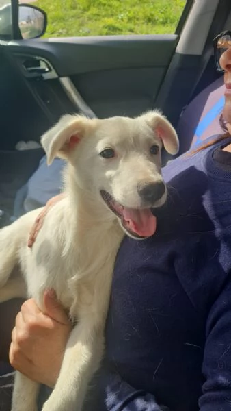 Charley splendido dolce cucciolo cerca casa 