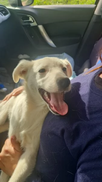 Charley splendido dolce cucciolo cerca casa  | Foto 0