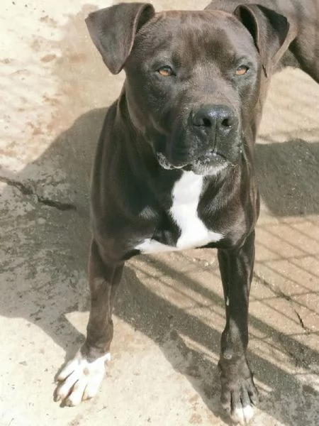 Demon splendido giovane Pitbull cerca casa  | Foto 5