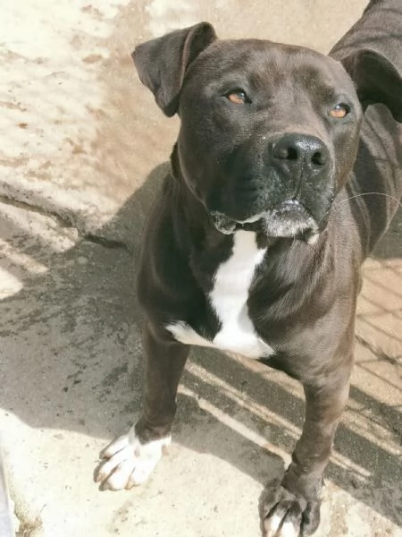 Demon splendido giovane Pitbull cerca casa  | Foto 4
