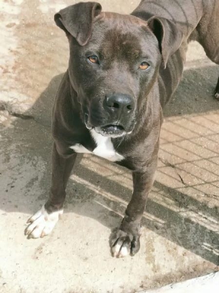 Demon splendido giovane Pitbull cerca casa  | Foto 3