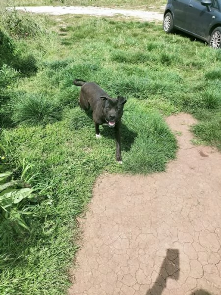 Demon splendido giovane Pitbull cerca casa  | Foto 2