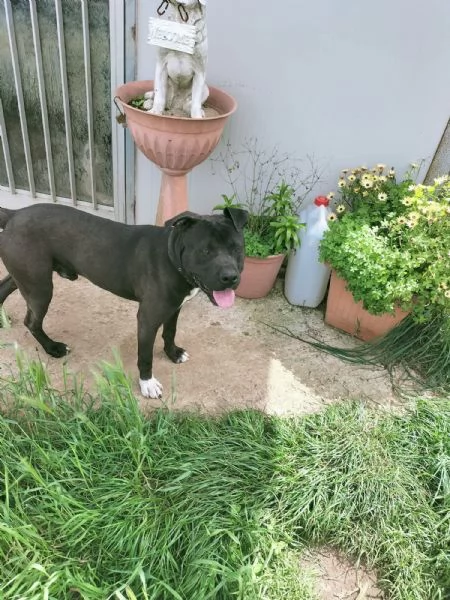 Demon splendido giovane Pitbull cerca casa  | Foto 1