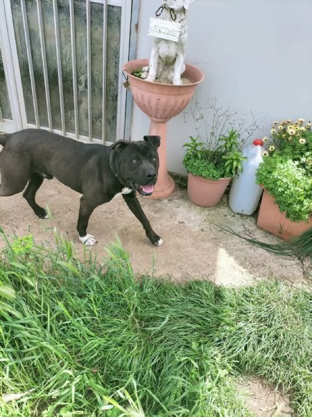 Demon splendido giovane Pitbull cerca casa 