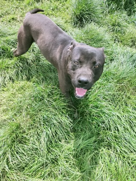 Demon splendido giovane Pitbull cerca casa  | Foto 0