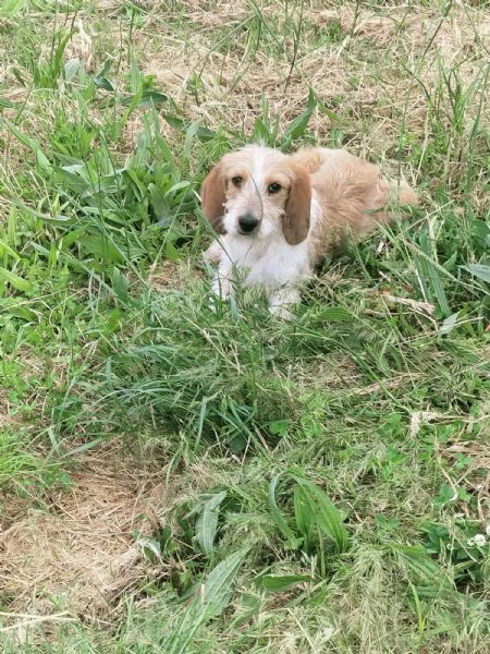 Spino meraviglioso dolce cucciolo cerca casa  | Foto 0