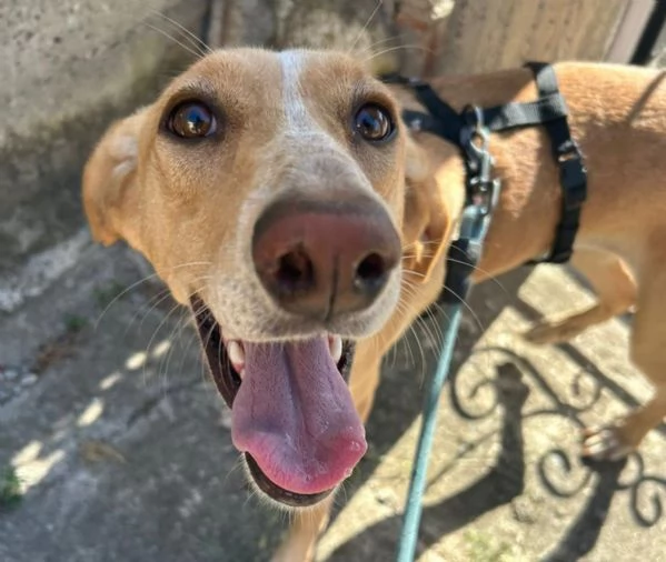 Rosy splendida giovane simil Segugio cerca casa 