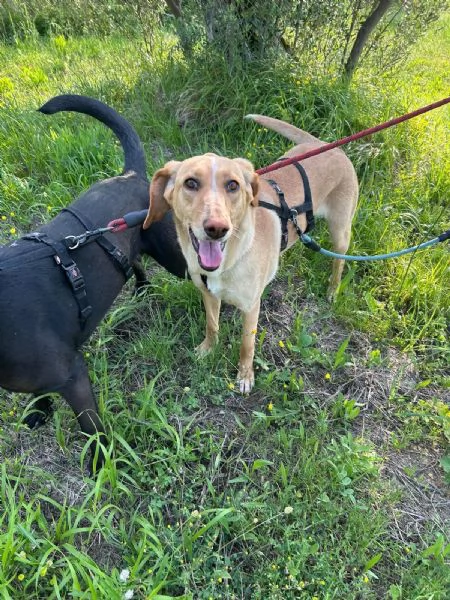 Rosy splendida giovane simil Segugio cerca casa  | Foto 0