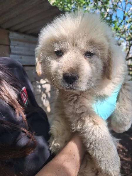 Eden splendido cucciolotto simil Maremmano | Foto 2