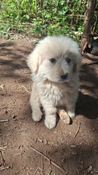Eden splendido cucciolotto simil Maremmano