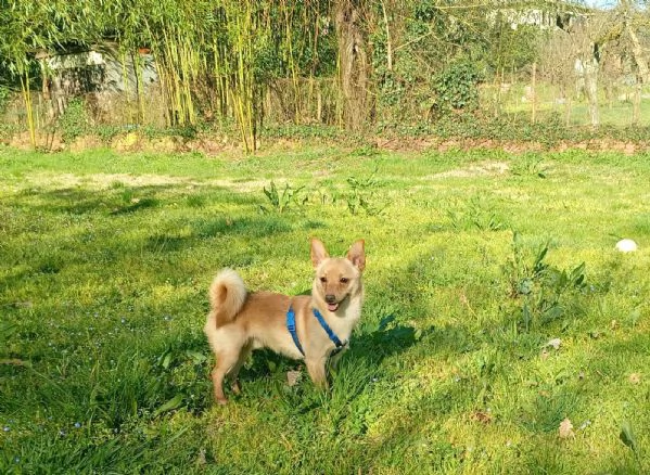 Lapo splendido piccolo cagnolino cerca casa  | Foto 2