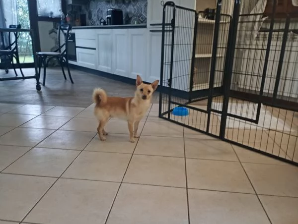 Lapo splendido piccolo cagnolino cerca casa  | Foto 1