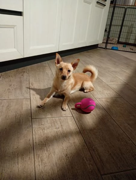 Lapo splendido piccolo cagnolino cerca casa 