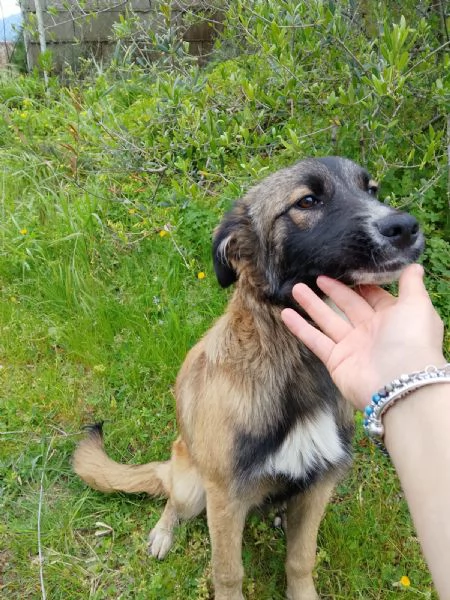 Apollo splendido dolce cucciolo simil pastore cerca casa  | Foto 3