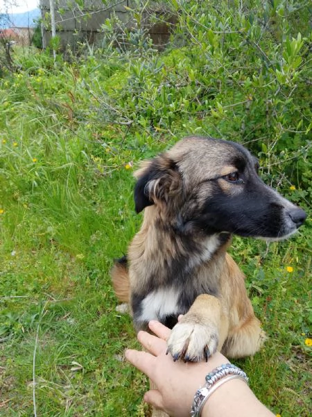 Apollo splendido dolce cucciolo simil pastore cerca casa  | Foto 2