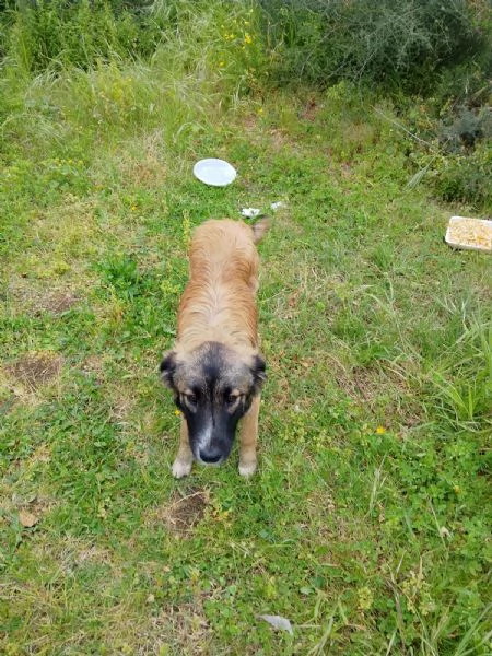 Apollo splendido dolce cucciolo simil pastore cerca casa  | Foto 1