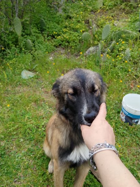 Apollo splendido dolce cucciolo simil pastore cerca casa  | Foto 0