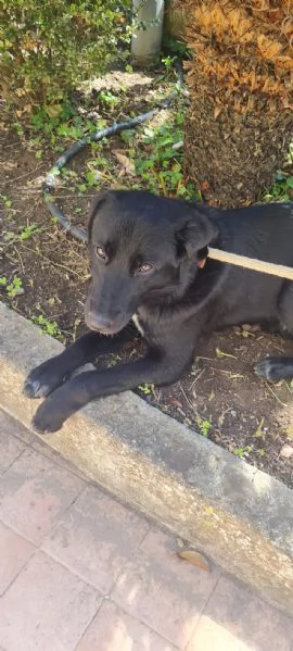 Paco meraviglioso giovanotto cerca casa  | Foto 2