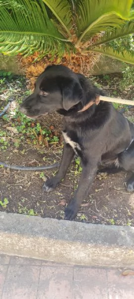 Paco meraviglioso giovanotto cerca casa  | Foto 1