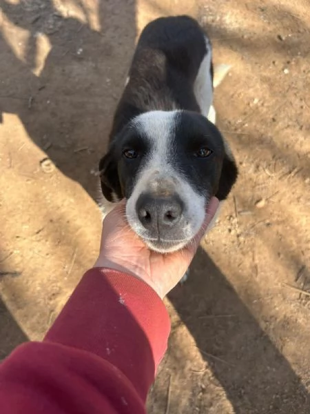Leon tenero cagnolino bianco nero 