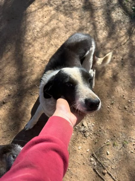 Leon tenero cagnolino bianco nero  | Foto 6