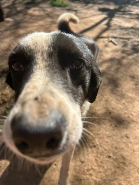 Leon tenero cagnolino bianco nero  | Foto 5