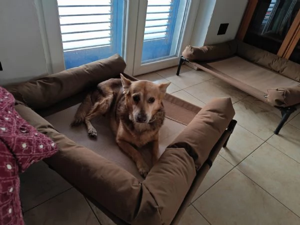 Gelbie tenera nonnina cerca casa  | Foto 1